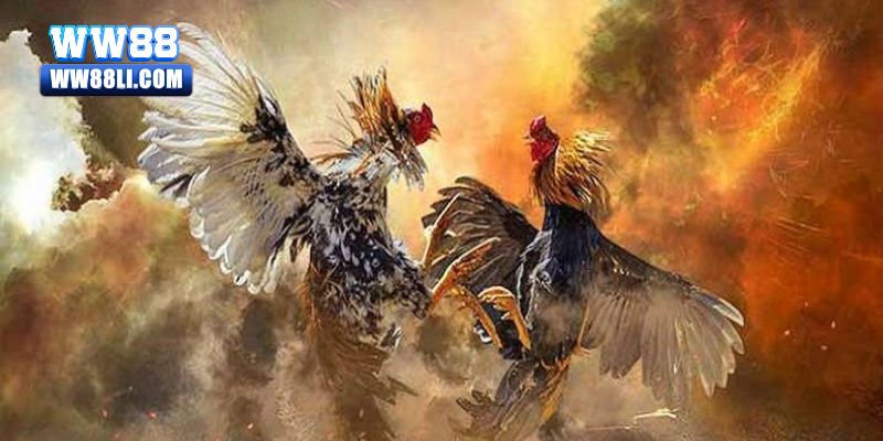 Các thể loại Đá Gà ww88