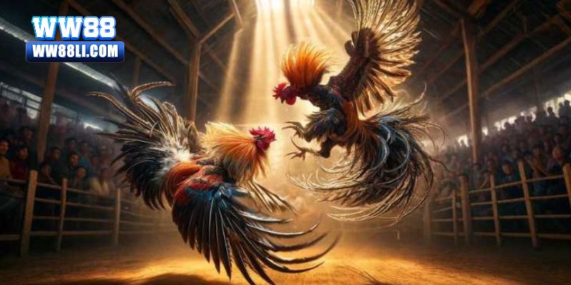 Hướng dẫn chi tiết cách tham gia cá cược Đá Gà tại ww88
