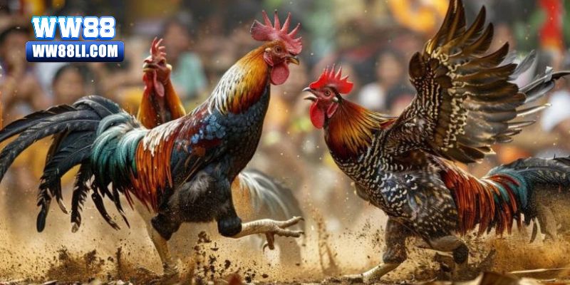 Vì sao nên chọn Đá Gà ww88 ?