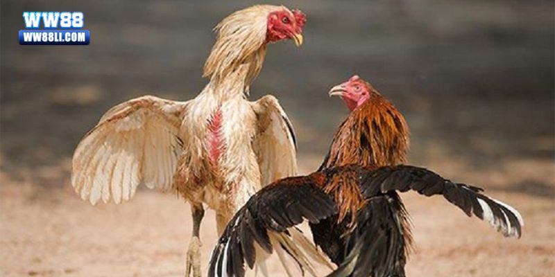 Những lưu ý cho sư kê về cách ép cân gà đá
