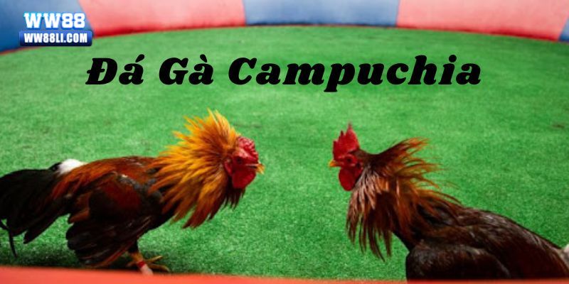 Các hình thức đặt cược trong đá gà campuchia hiện nay