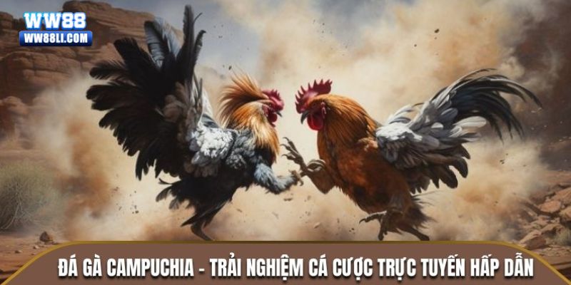 Giới thiệu thông tin tổng quan vể đá gà campuchia