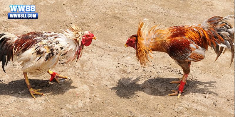 Mẹo chơi đá gà campuchia dễ dàng thắng lớn