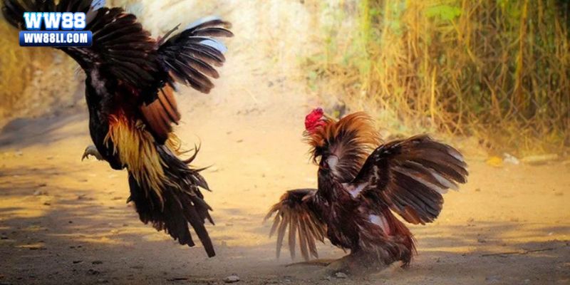 Những điểm cổng nổi bật của đá gà cựa sắt nhà cái