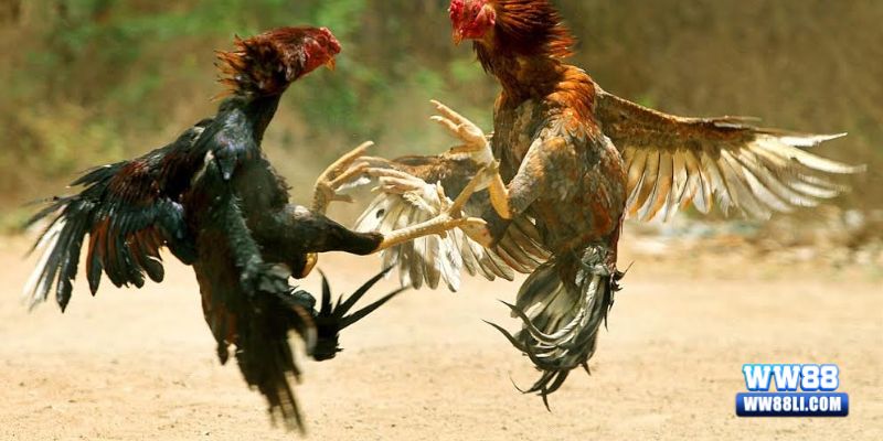 Đặc điểm của đá gà tại nhà cái WW88