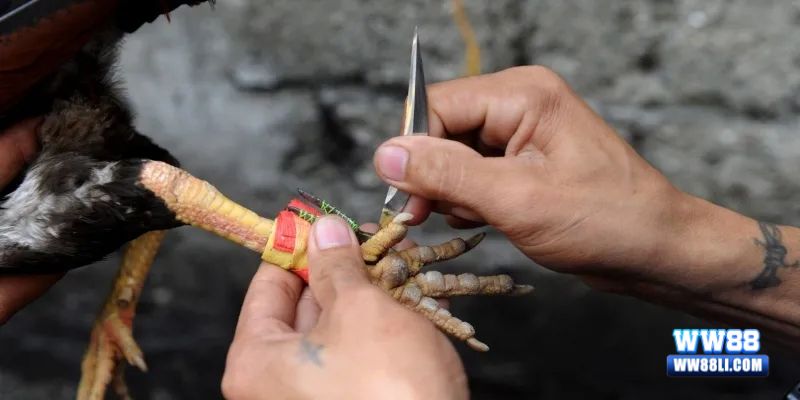 Luật chơi đá gà Thomo cựa dao tại nhà cái