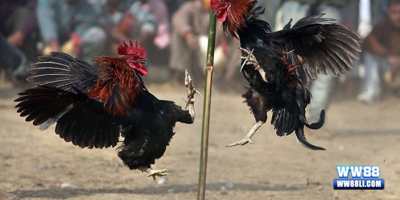 Những lưu ý khi chơi đá gà cựa dao tại nhà cái