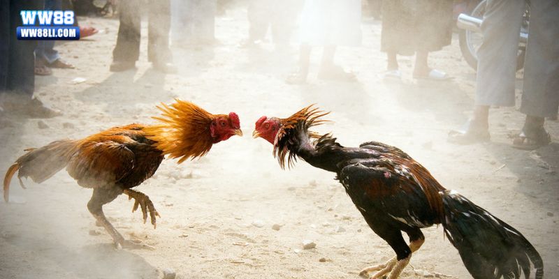 Quy tắc cơ bản của thi đấu đá gà tại nhà cái