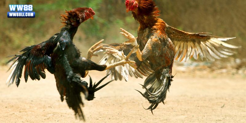 Thông tin cơ bản về bộ môn đá gà tại nhà cái WW88